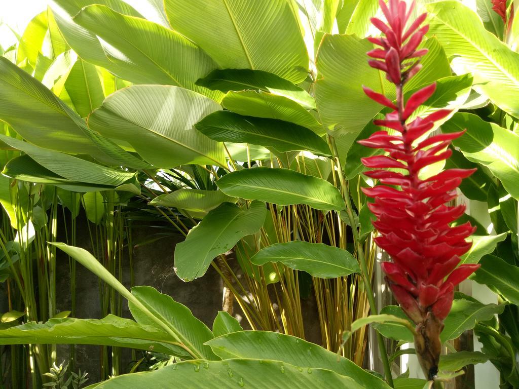 Villa Esa Ubud Eksteriør billede
